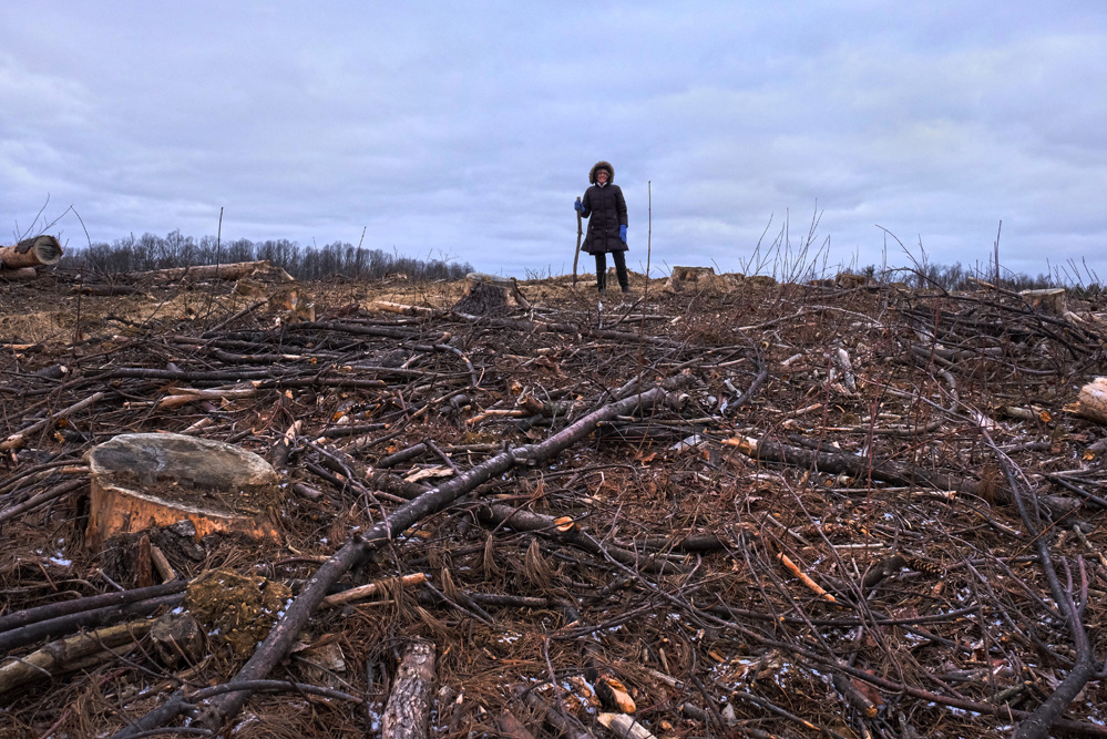  Several acres of forest have been removed for the preparation of the well pad and its access road.&nbsp; © Brian Cohen/MSDP 2016 