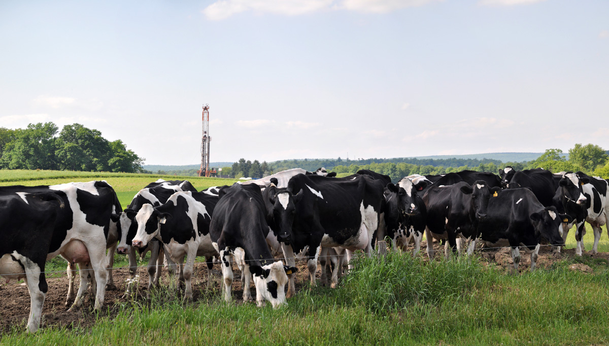  A gas drilling rig and some of their dairy herd on the Millers' property in Westmoreland County.&nbsp; &nbsp;© Brian Cohen/MSDP 2012 