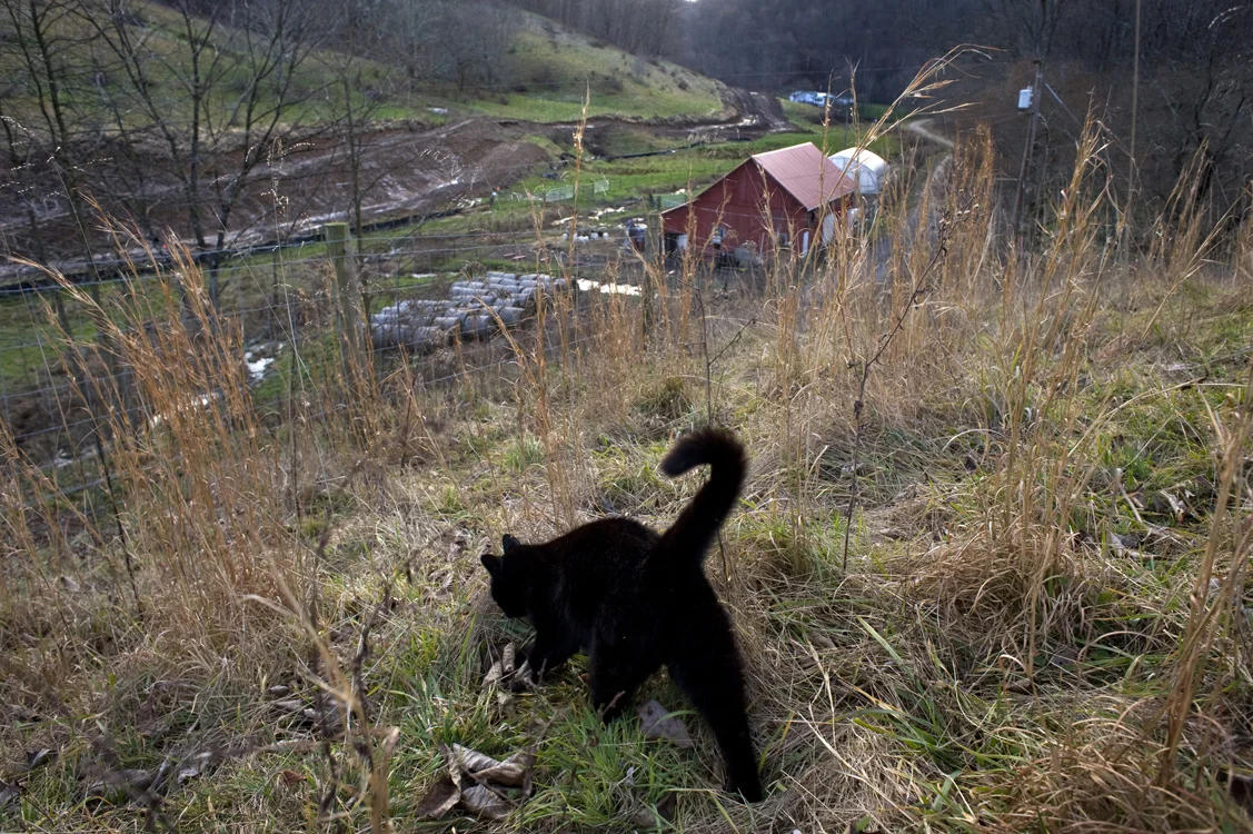 Jeanne Williams and her husband Llew purchased the 113-acre farm they named Red Barn Farm in 1995. Her father introduced her to farming in her teens when her family moved to Greene County. Auzre, one of Williams' barn cats, explores the land overlooking pipeline construction. © Martha Rial/MSDP 2012