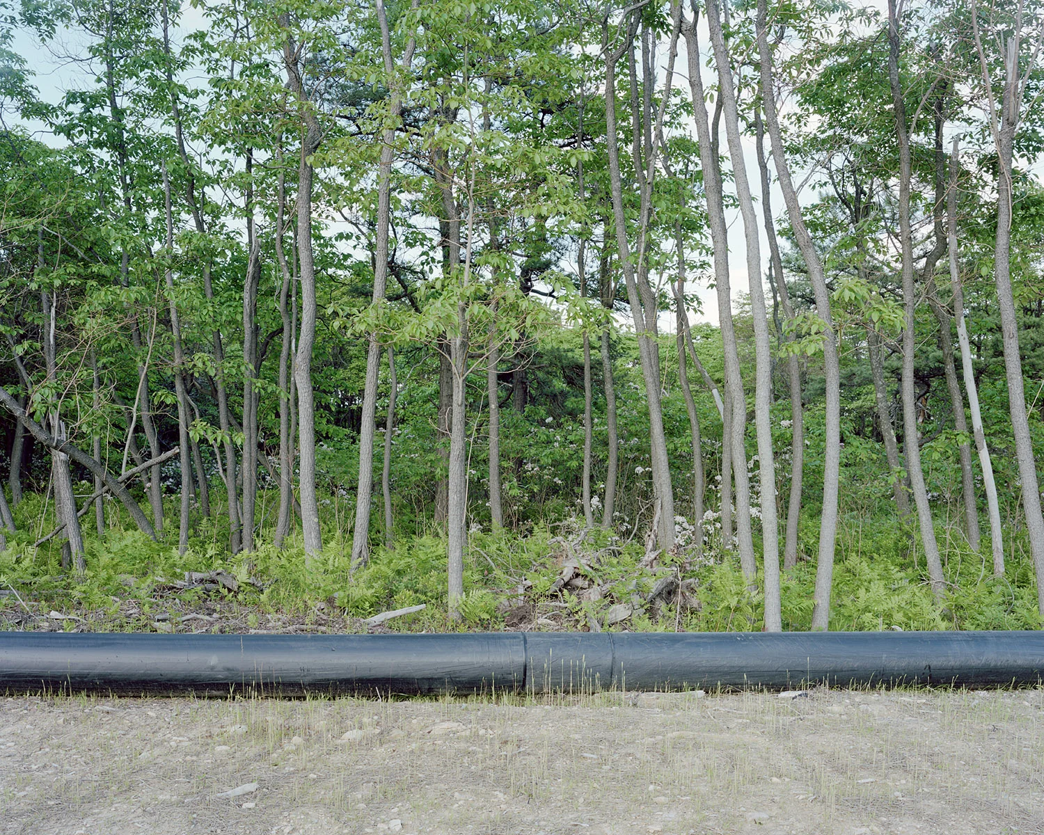 View of a water pipeline leading to an EOG Resources natural-gas rig in the Moshannon State Forest in Penfield, PA on 06/06/2012. © Noah Addis/MSDP 2012