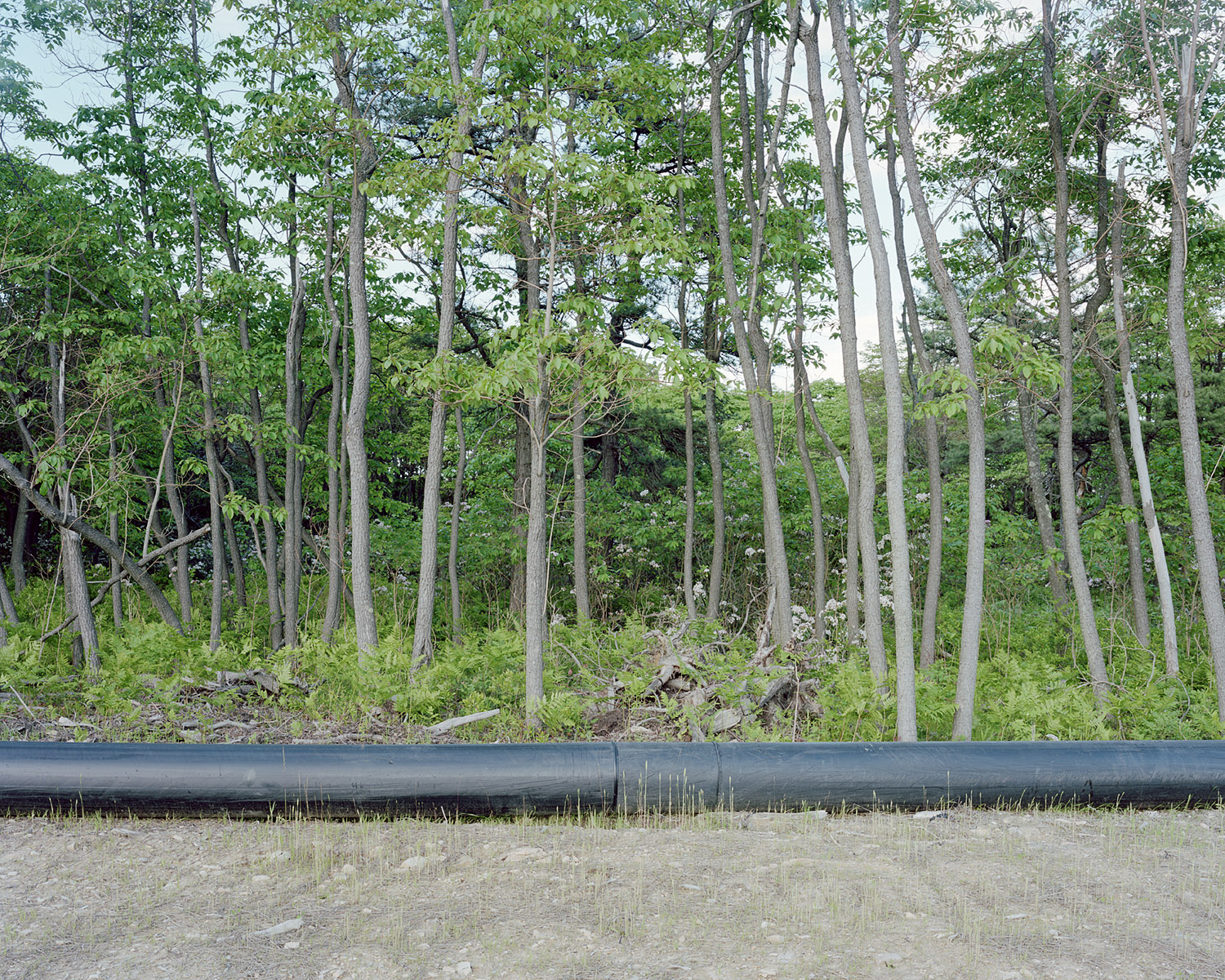  View of a water pipeline leading to an EOG Resources natural-gas rig in the Moshannon State Forest in Penfield, PA on 06/06/2012.&nbsp; © Noah Addis/MSDP 2012 