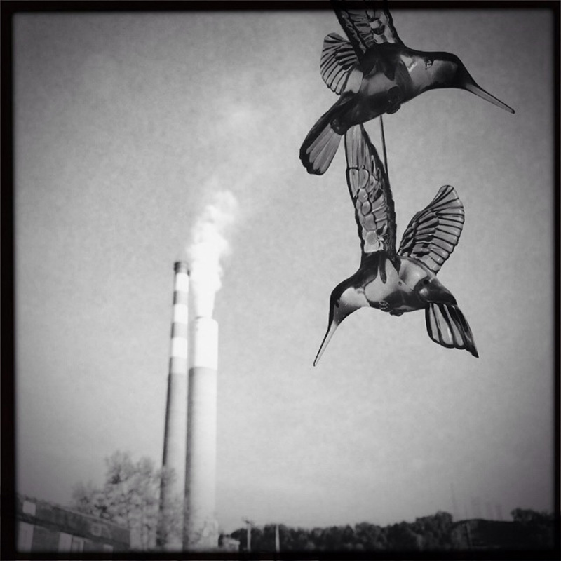  Glass hummingbirds dangle from a tree across from the power plant in Cheswick, PA.&nbsp; © Annie O'Neill/TDW 2015 