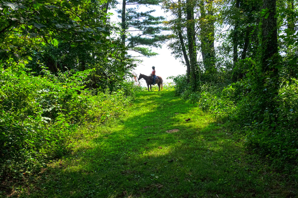  One of the untouched corners of the Muffet farm.&nbsp; © Brian Cohen/MSDP 2015 