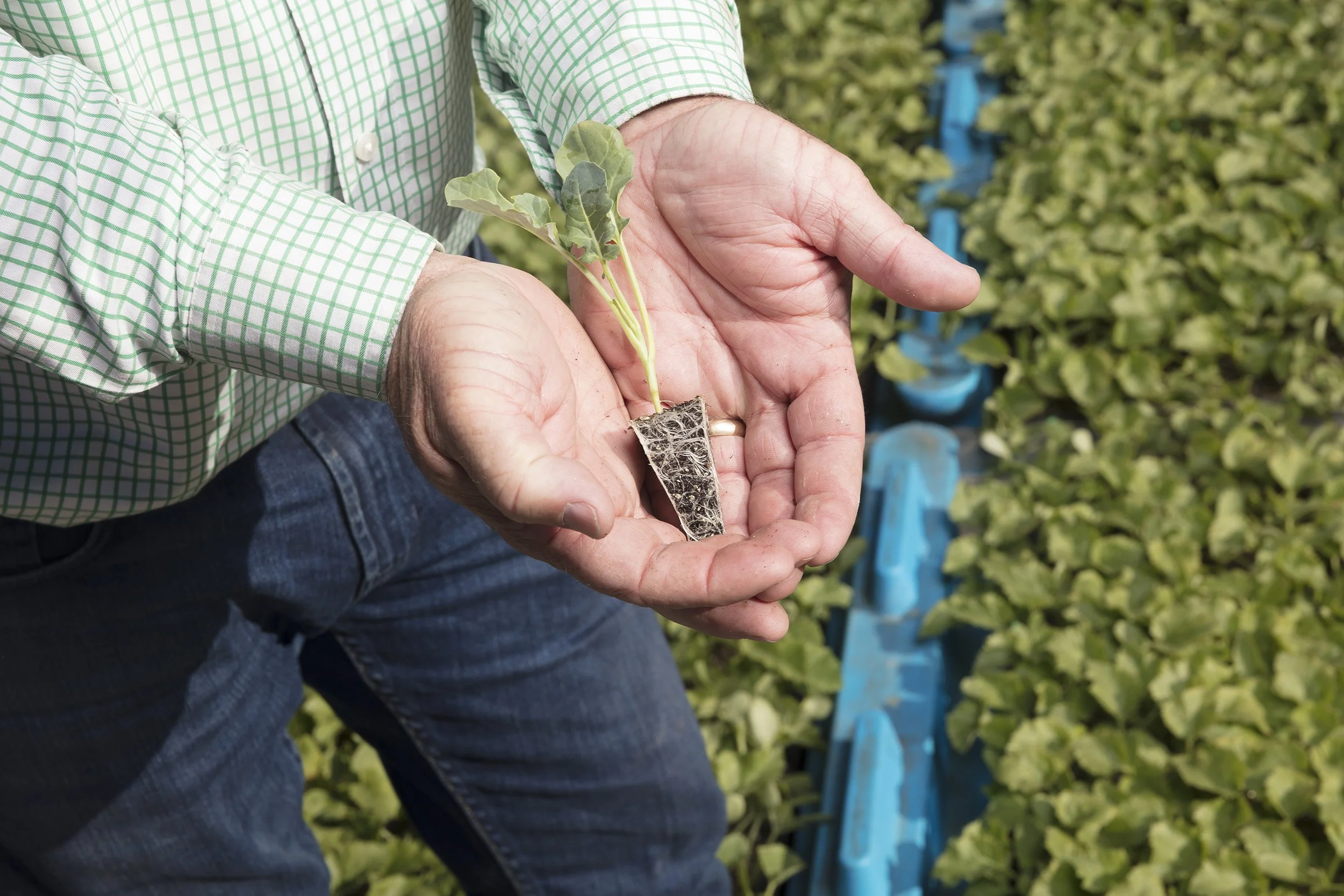 Withcott Seeds-8969.jpg