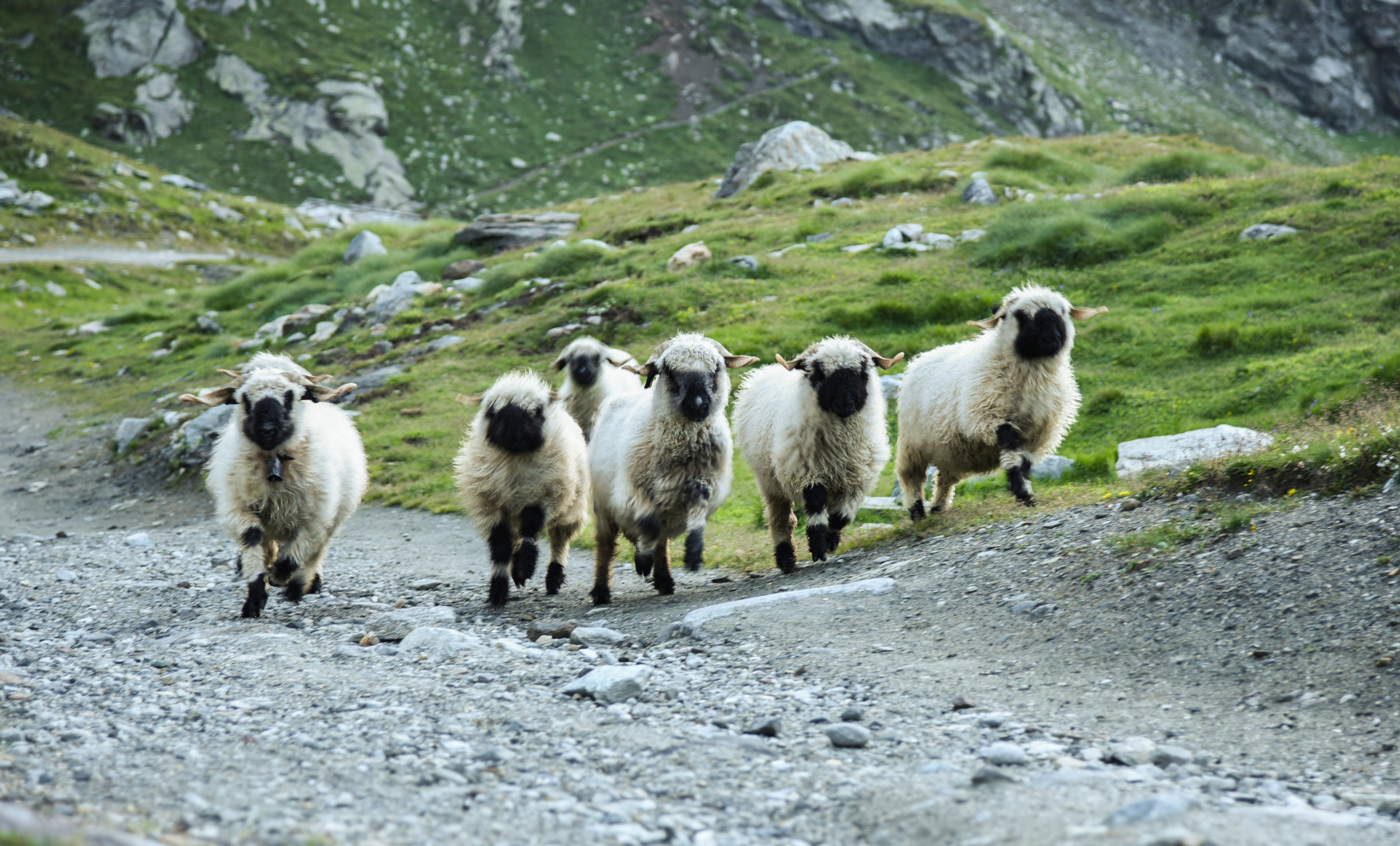 the running of the sheep