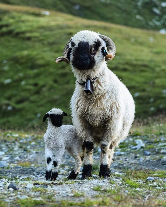 missin my sheep friends of switzerland 🐑 see more on my website: mauradurkin.com