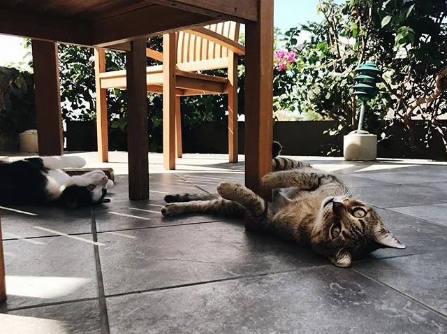 island cat from my recent trip to the british virgin islands. shot on iphone 7 plus.