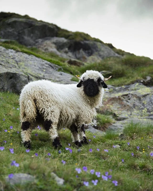 super late but my gold key winner from the scholastic art and writing awards this spring! going to try to be more active on here this summer :)