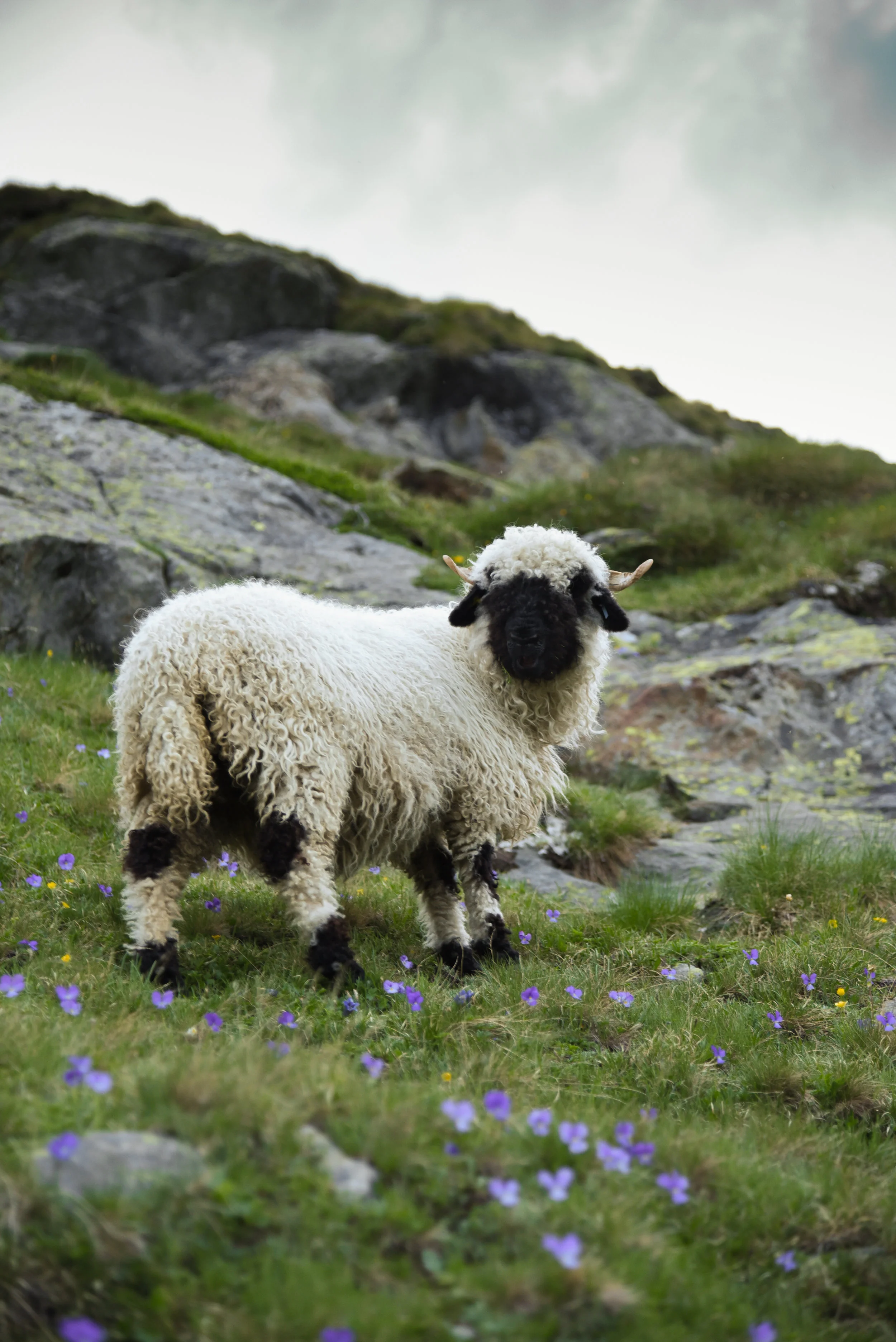 NGSE_AlpsB_MauraDurkin-9772 copy.jpg