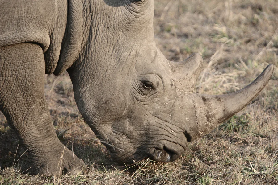 IMG_5854_JTG_Africa12.jpg