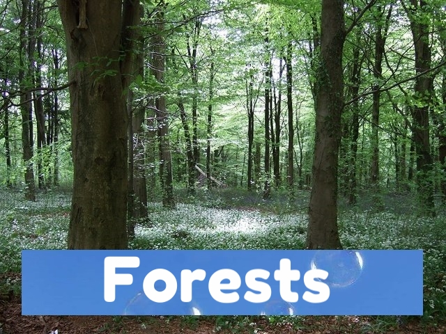 360video forests for 360vr vr