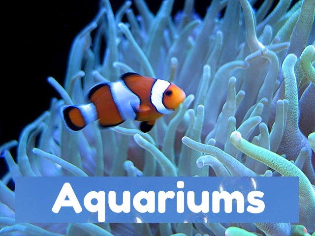 360video aquariums for 360vr vr