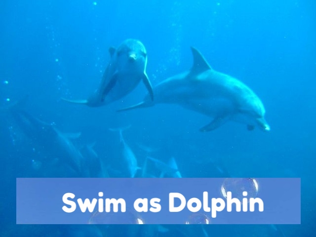 dolphin 360vr by this is me.jpg