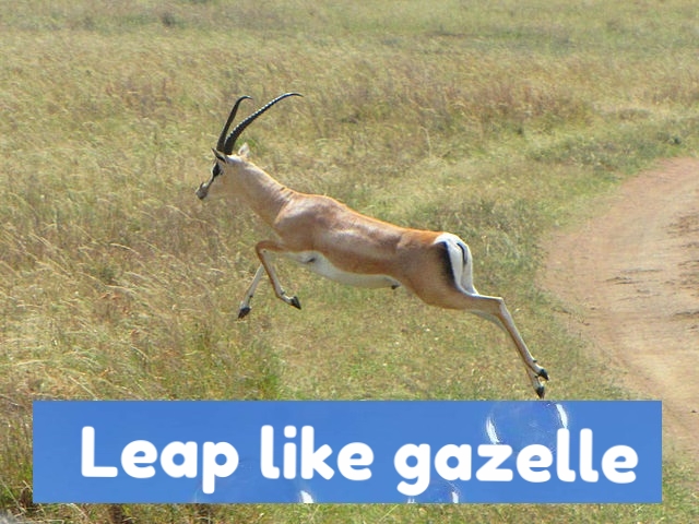 gazelle in virtual 360.jpg