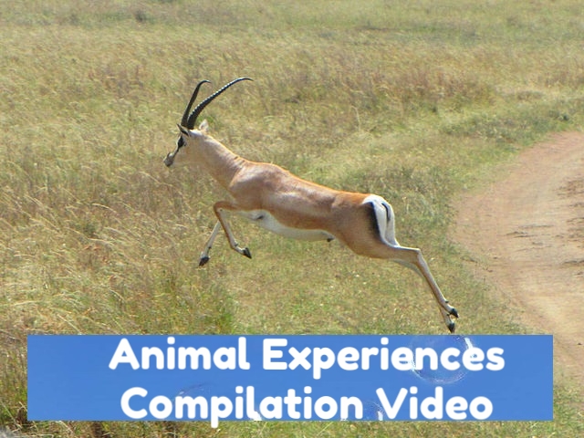 gazelle in virtual 360.jpg