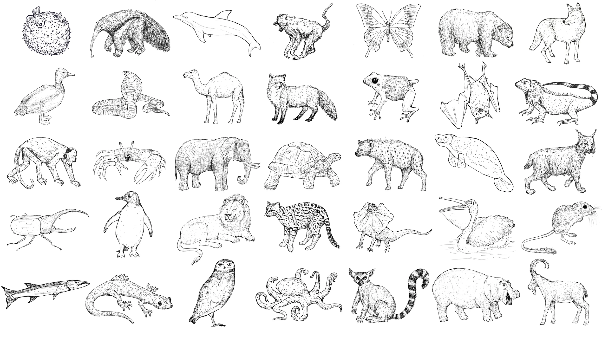 Matthew Sallack Takes a Walk on the WILDlife Side