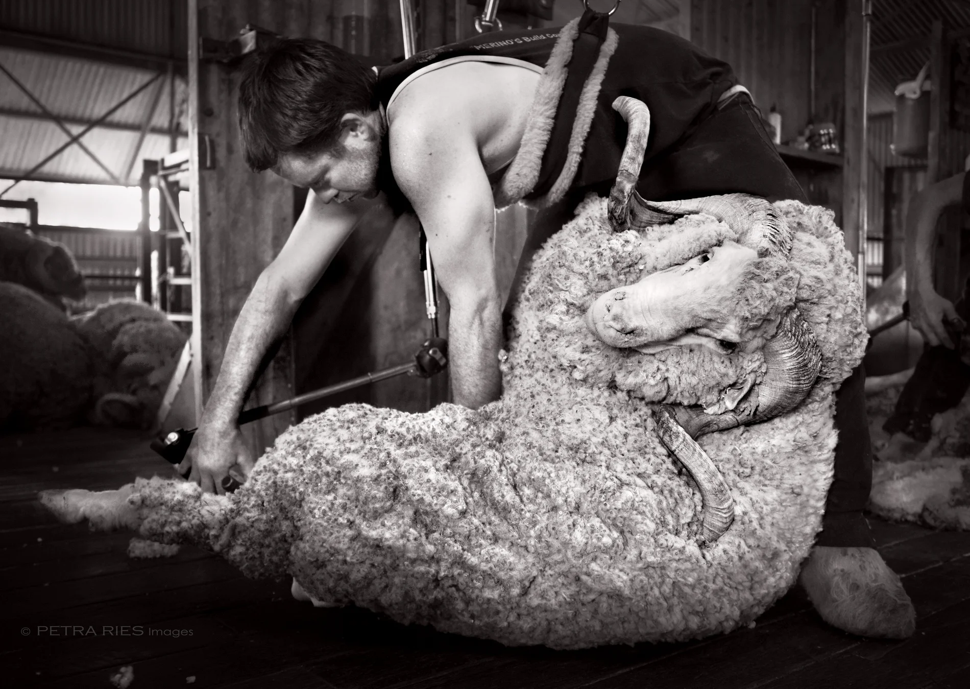 shearing-4-sig.jpg