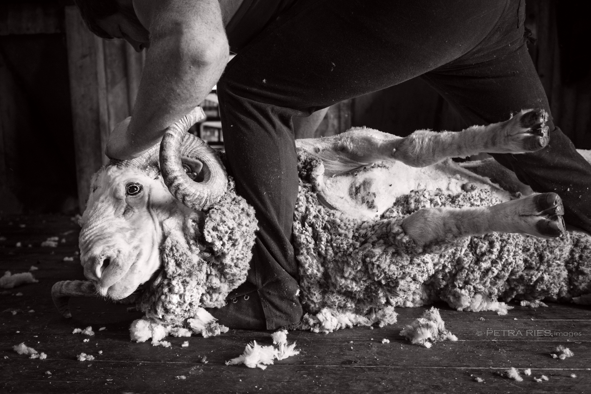 shearing-3-sig.jpg