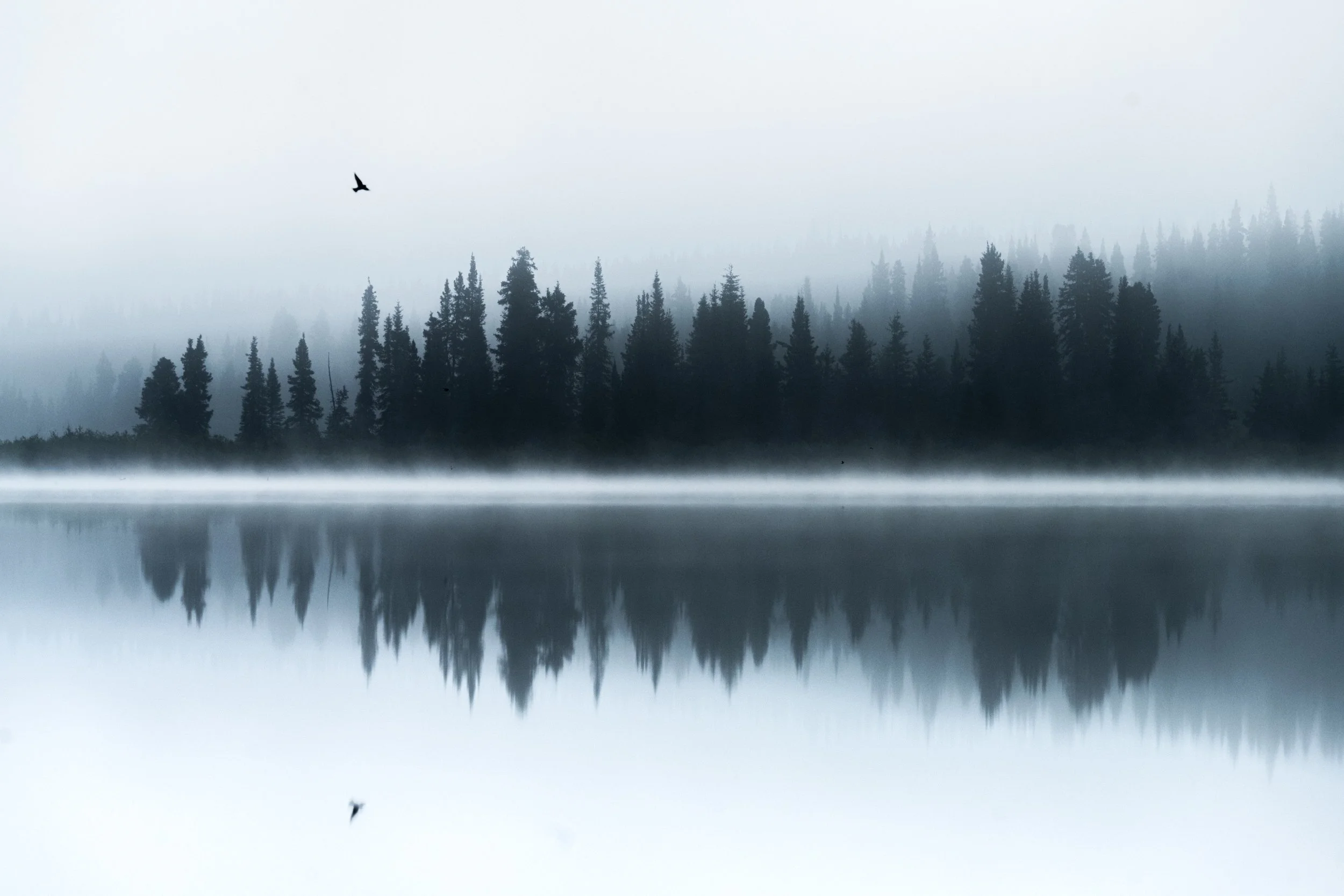 A sparrow flies over Laslui Lake on a foggy morning, in the wilderness of Spatsizi Plateau Provincial Park, near the upper Stikine River
