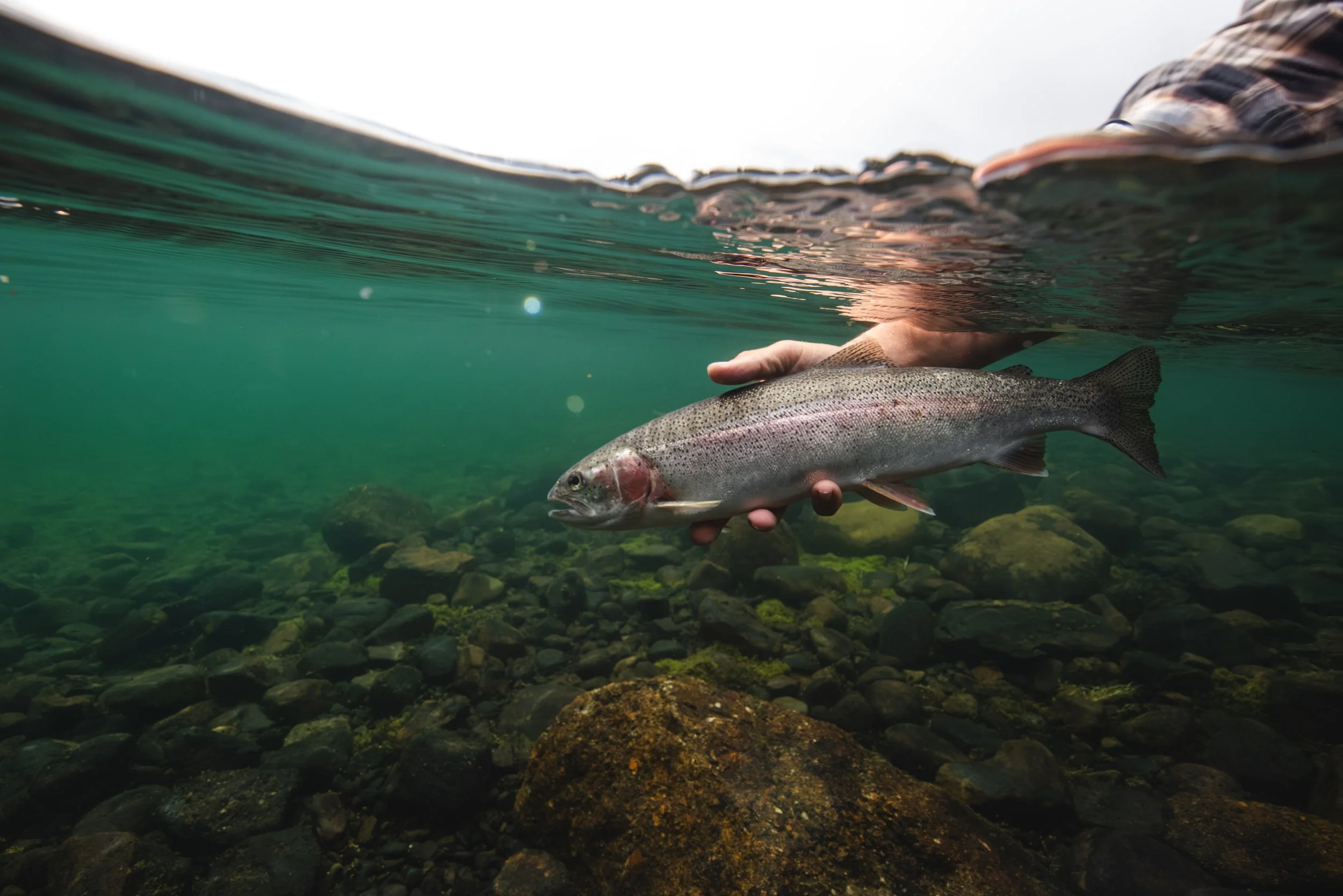 A fisherman releases a rainbow trout underwater in Tatlatui Lake, within Tatlatui Provincial Park in Northwest British Columbia, Canada.