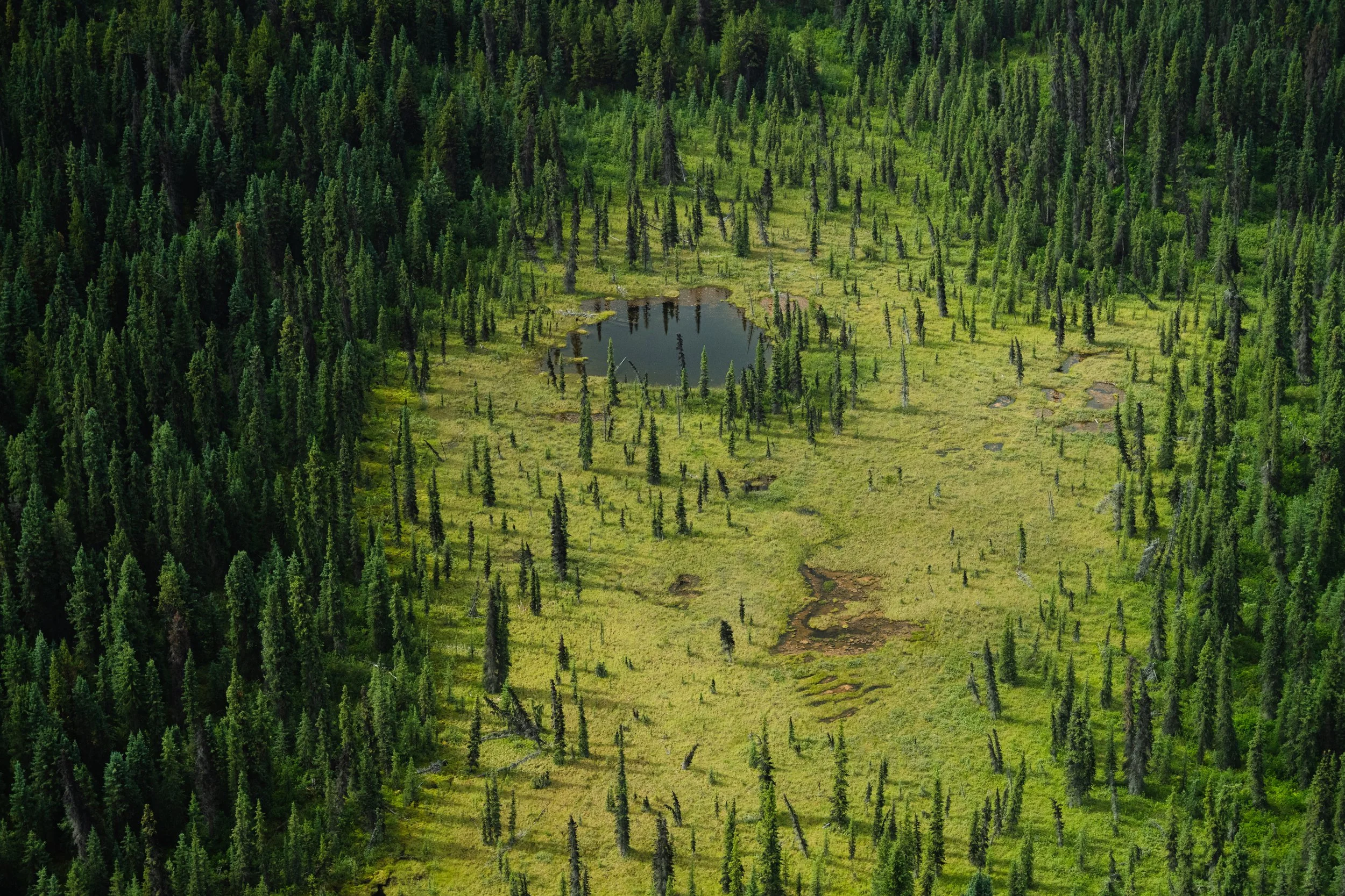 Northern Boreal forest in Spatsizi Plateau Wilderness Provincial Park, in northern BC