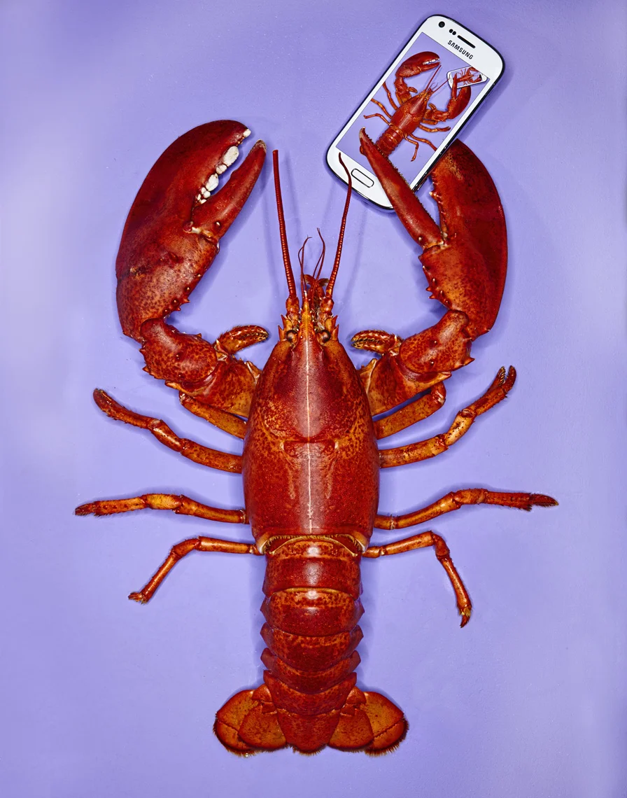 PR1361_lobster482_Novak.jpg