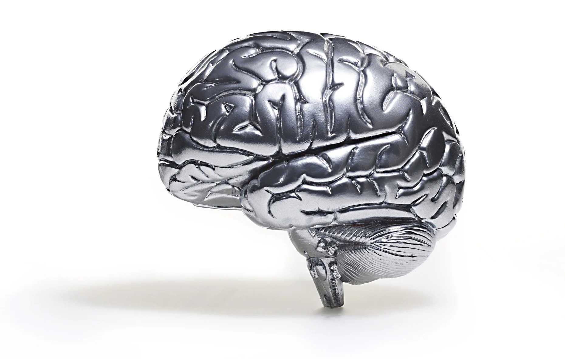 SN_PV_03Brain_097_Novak.jpg
