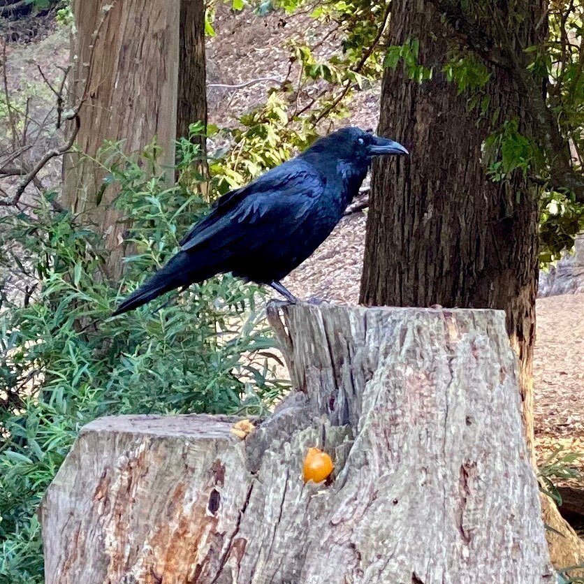 Eat. Crow.