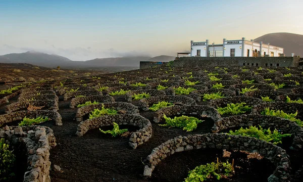 Big Volcanic Wines