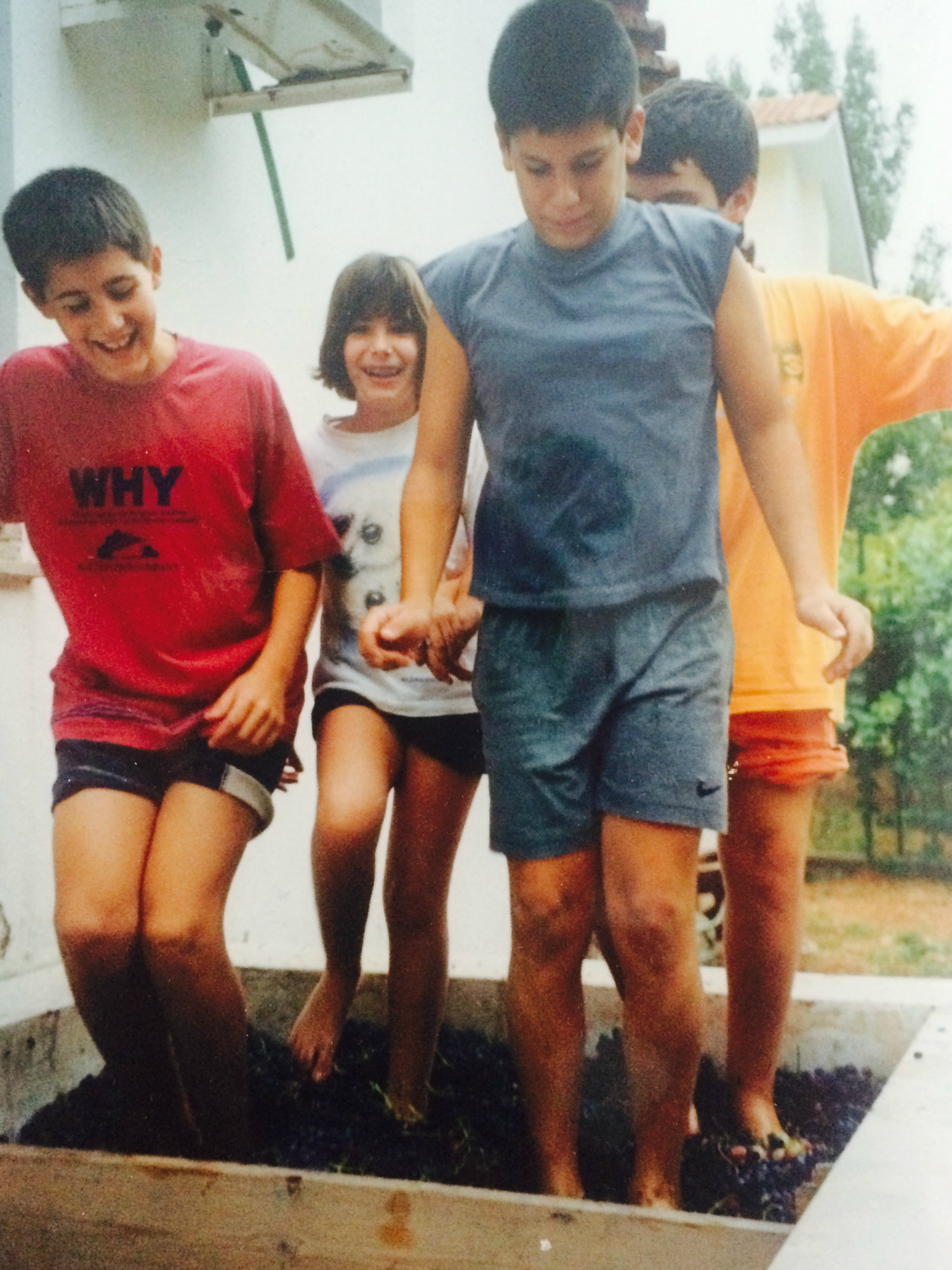 harvest and grape stomping 1998