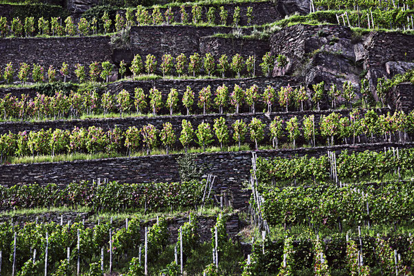 vineyards germany.jpg