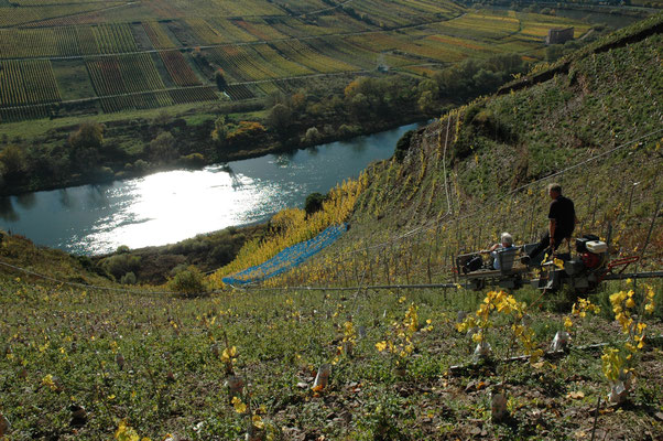 mosel steep vineyards.jpg