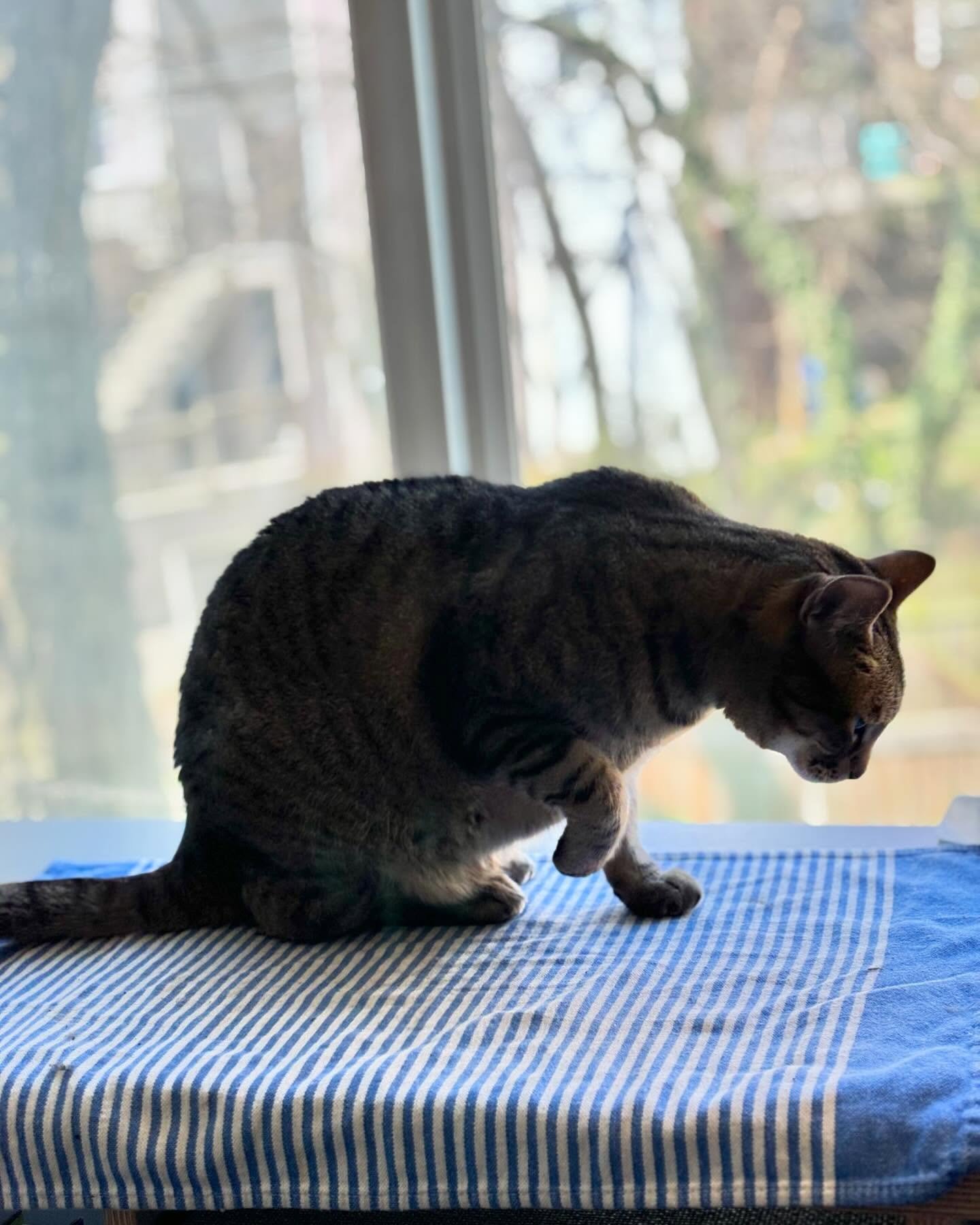 Final day of the @psychnetworker: Had a different workshop buddy today :) I need to prep for a very full week, so I decided to take the last session from home. Feeling very grateful to do this work and to continue to learn how to get better at it ☺️