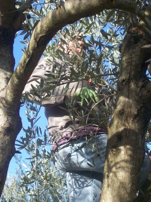 “Ogni foglia d’ulivo, spruzzata è di lucido argento,…” Non odi? (Garibaldo Alessandrini)