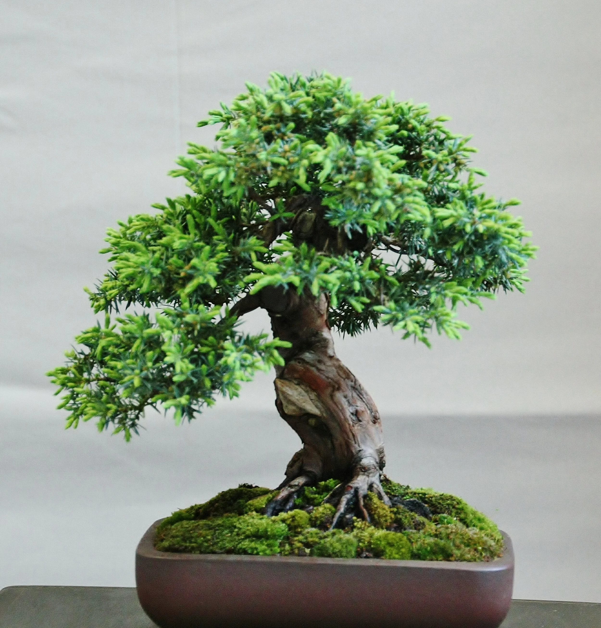 Juniperus chinensis `Sorte`