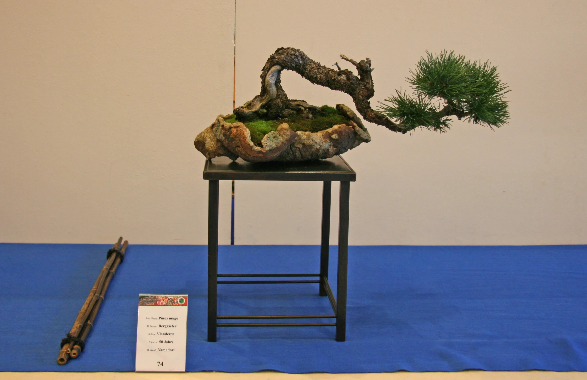 Bayrische Bonsai Tage 2011