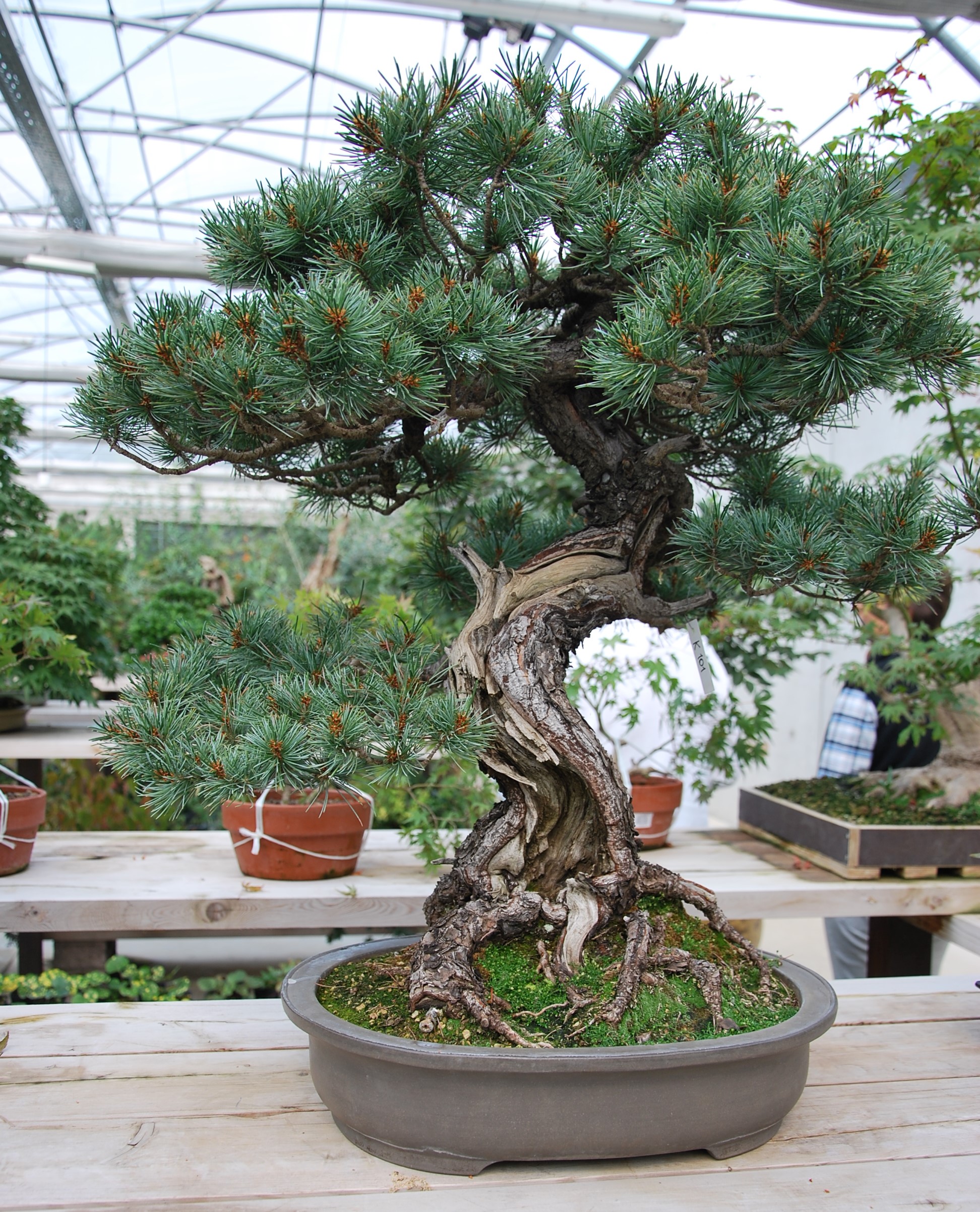 Pinus pentaphylla