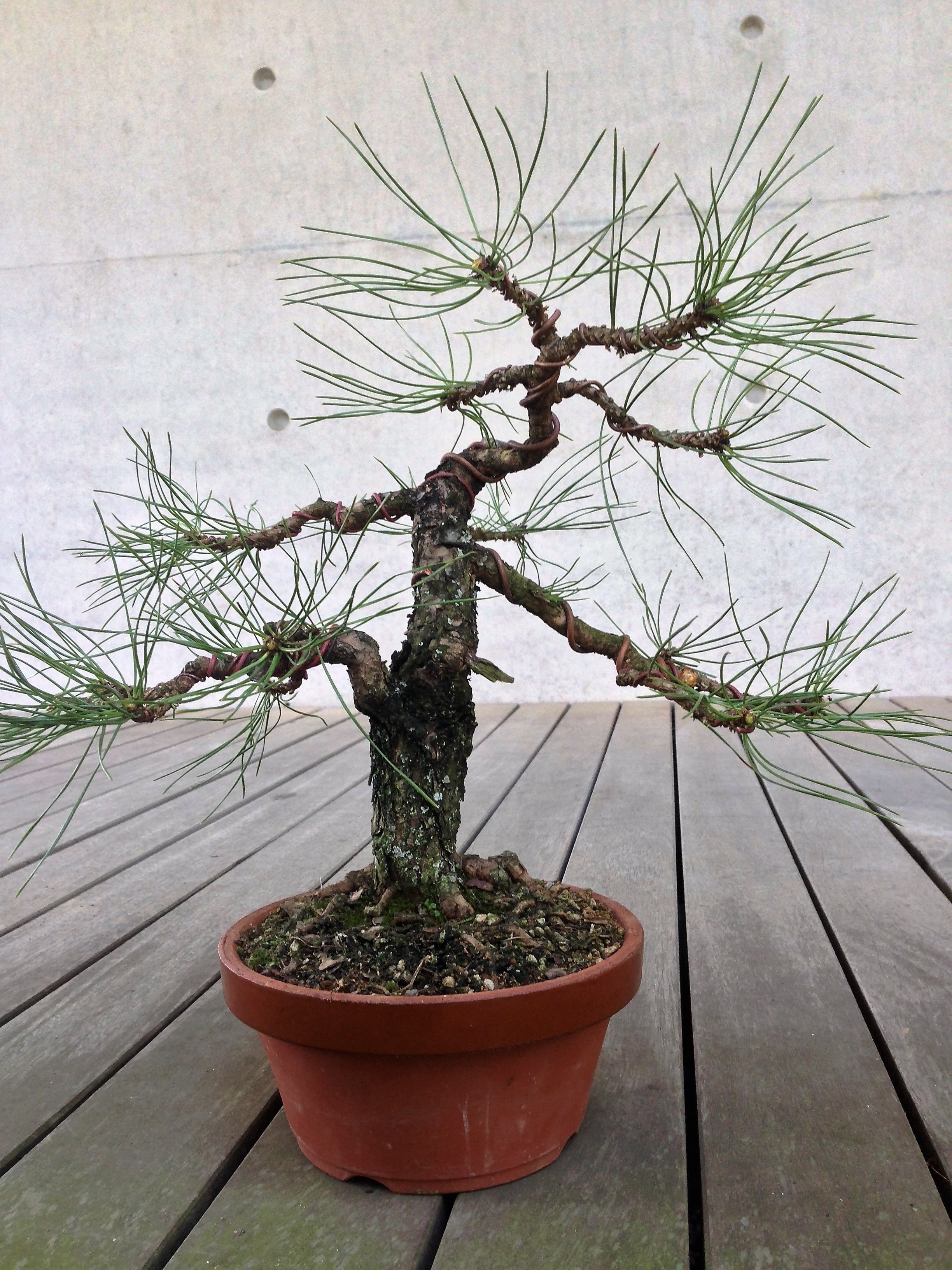 Pinus nigra