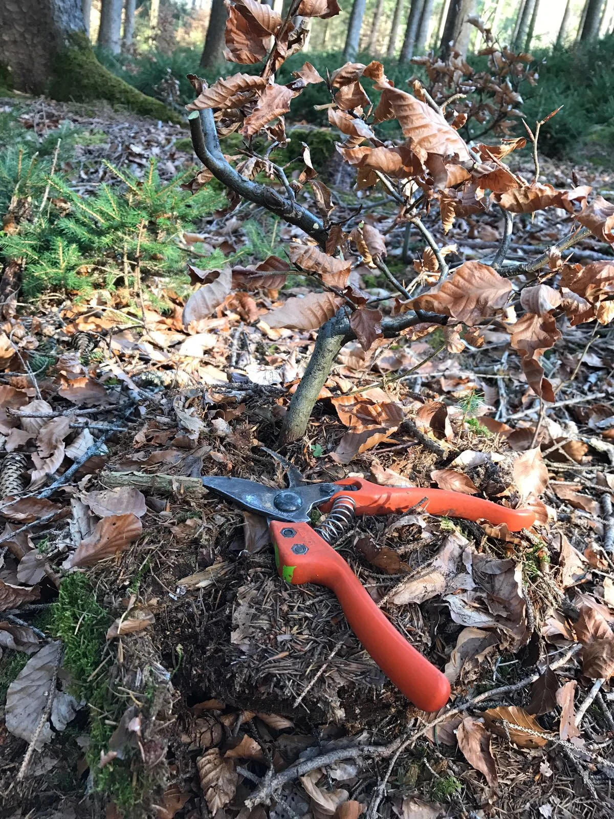 Unsere diesjährige Yamdori-Suche im "Würstle Wald"