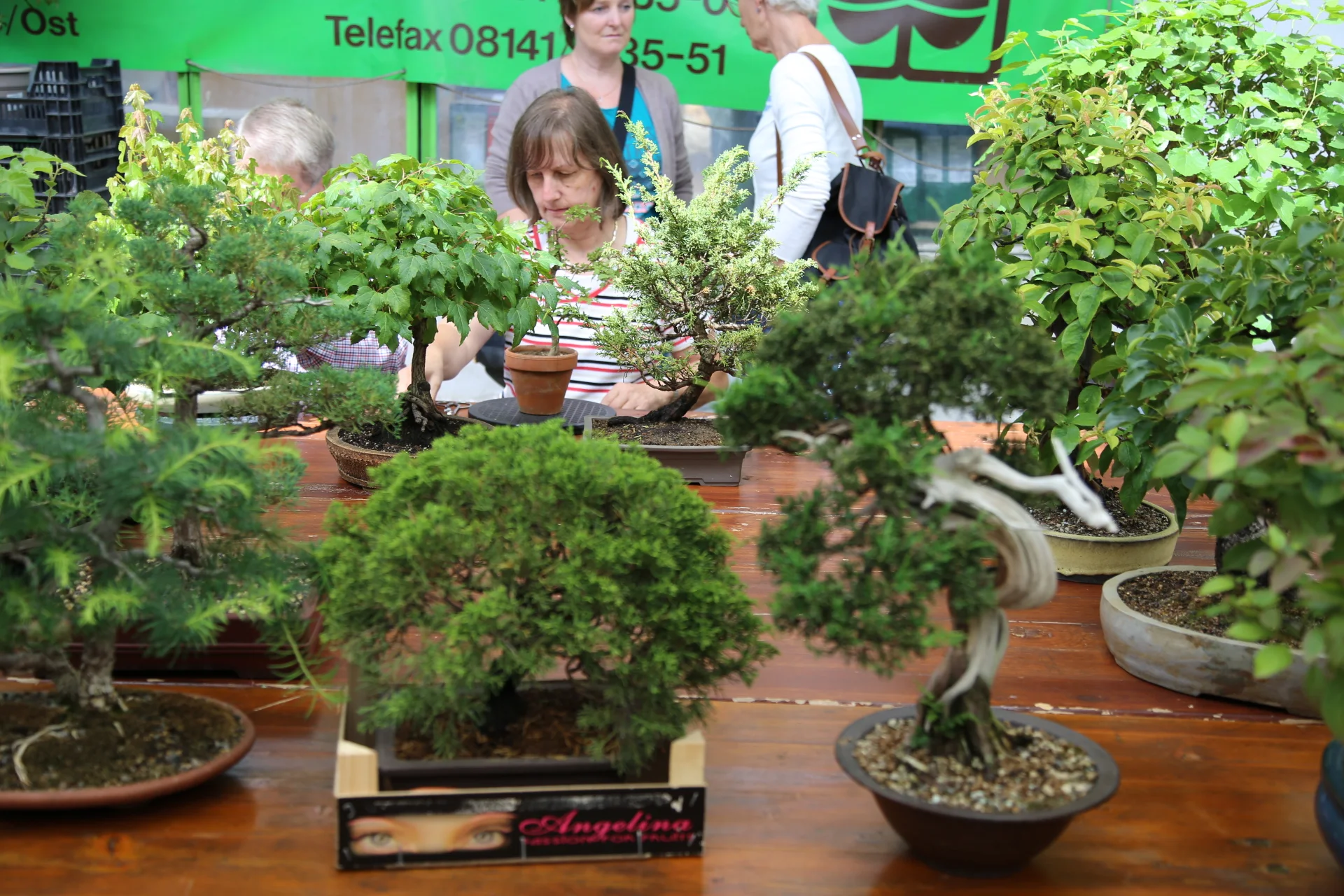 Gemeinsames Arbeiten mit dem Bonsai-Arbeitskreis Augsburg 