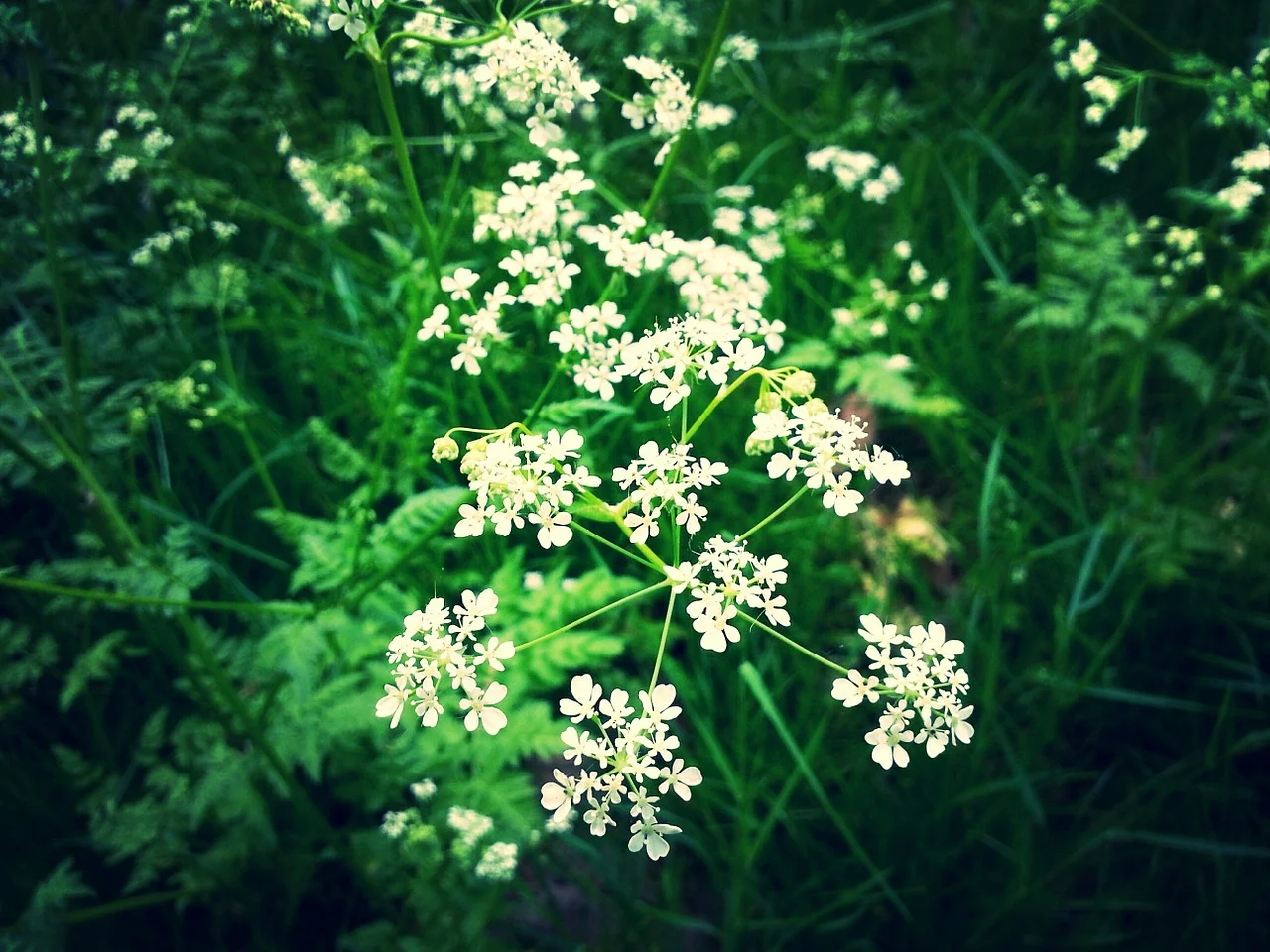 flower-451145_1280.jpg