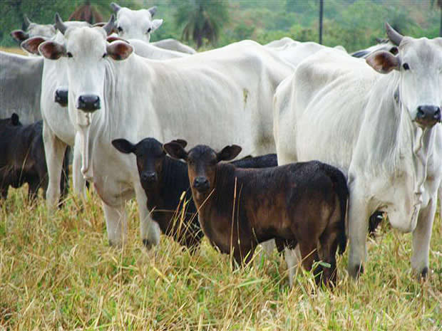 British bred Aberdeen Angus calves from UK Sire Services out of Nelore cows in Brazil.