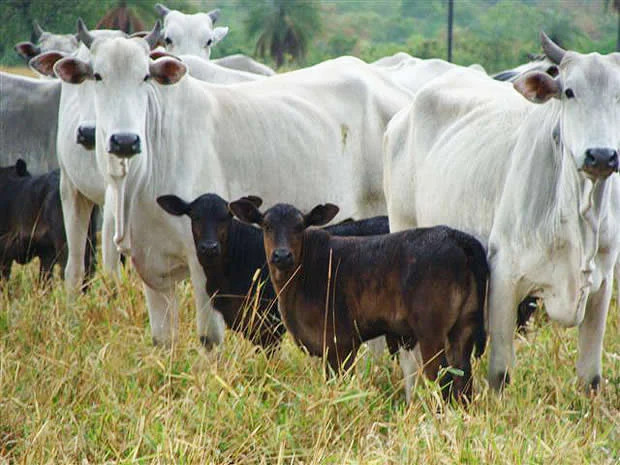 Rapid intensification of Brazilian beef production to continue