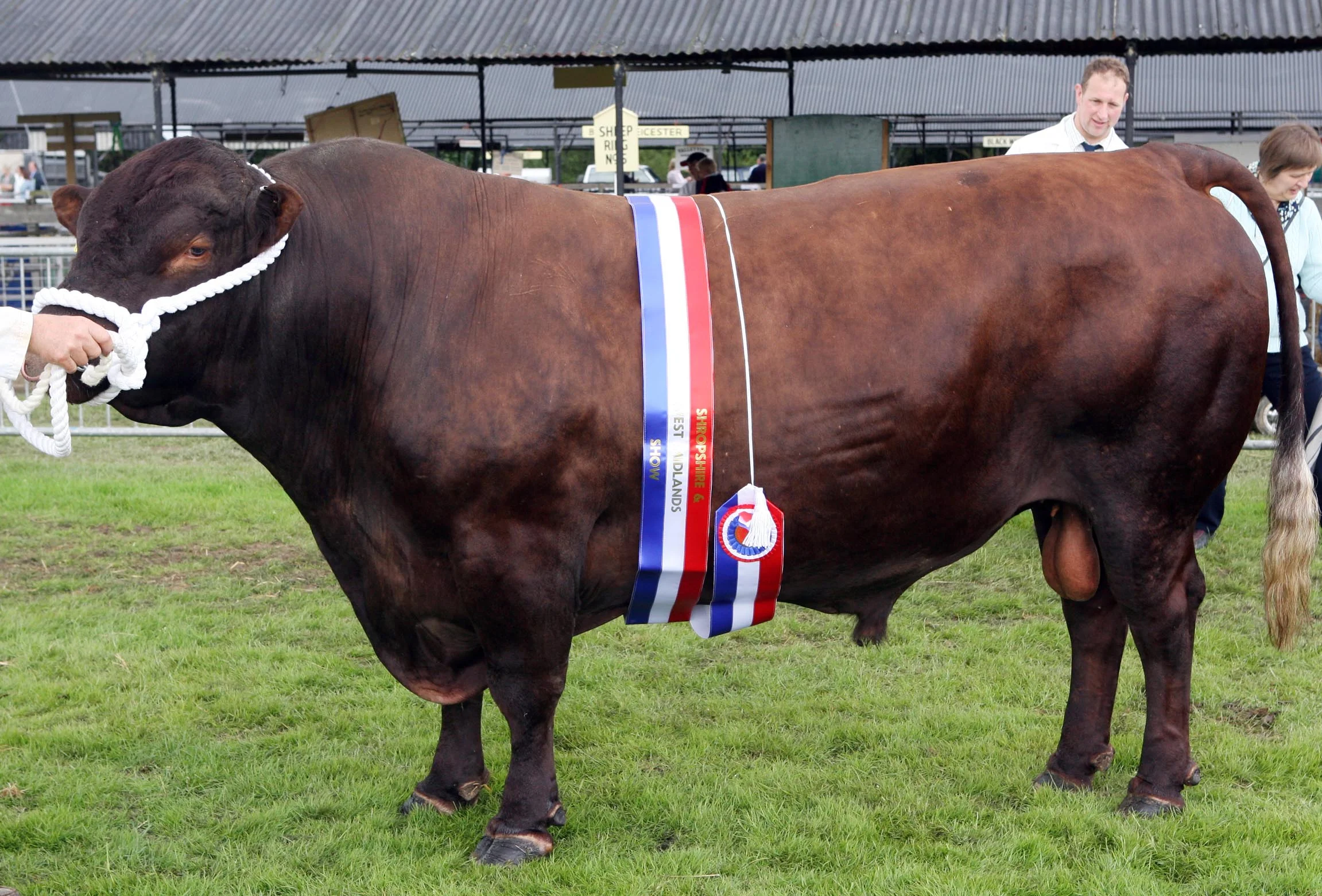 Red Poll Bull Fedw Stig