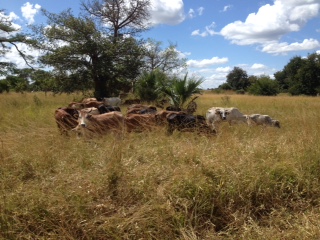 Boran Native Cattle
