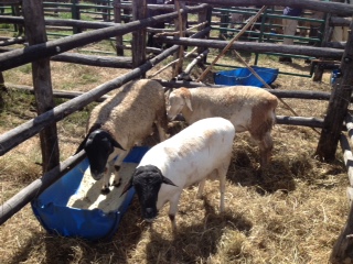 Dorper-cross tups (black face) with Meatmaster ram