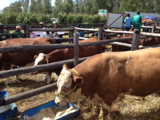 Hereford & Simmental Cattle