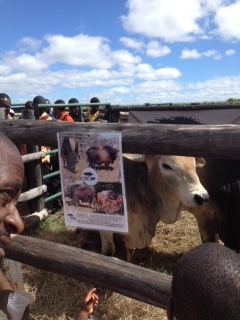 Boran Cattle