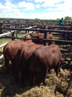 Beefmaster 15 month-old steers with Bonsmara bull beyond