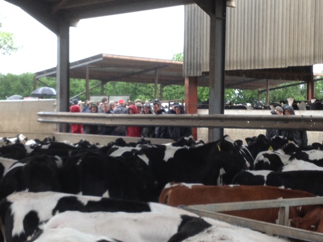 Visitors at Berryfields Farm